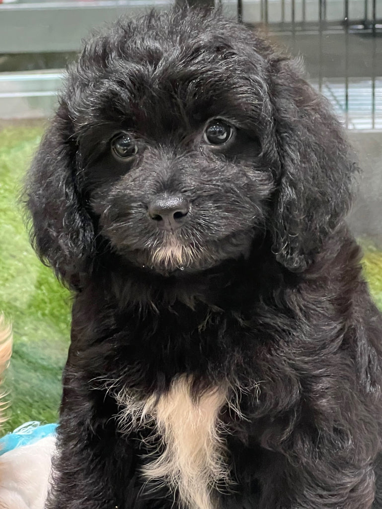 PUP TOY CAVOODLE MALE BLACK 647