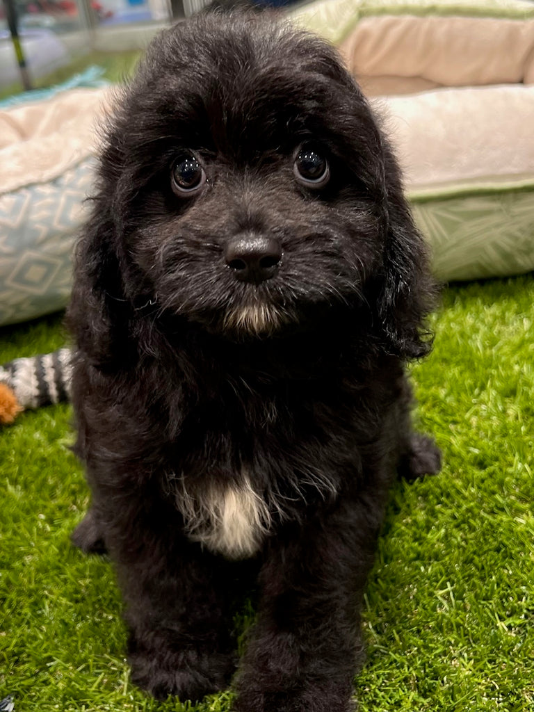 PUP TOY CAVOODLE MALE BLACK 647