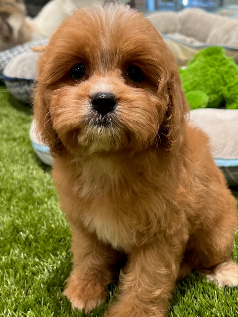 PUP TOY CAVOODLE FEMALE RUBY 323