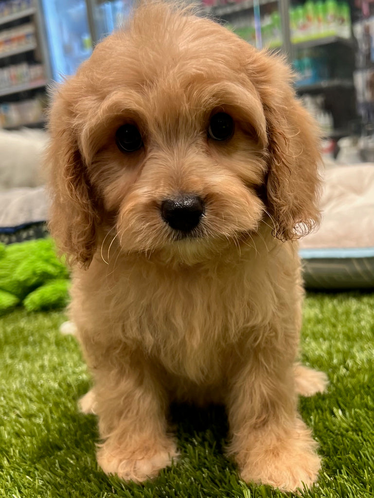 PUP TOY CAVOODLE MALE APRICOT 359