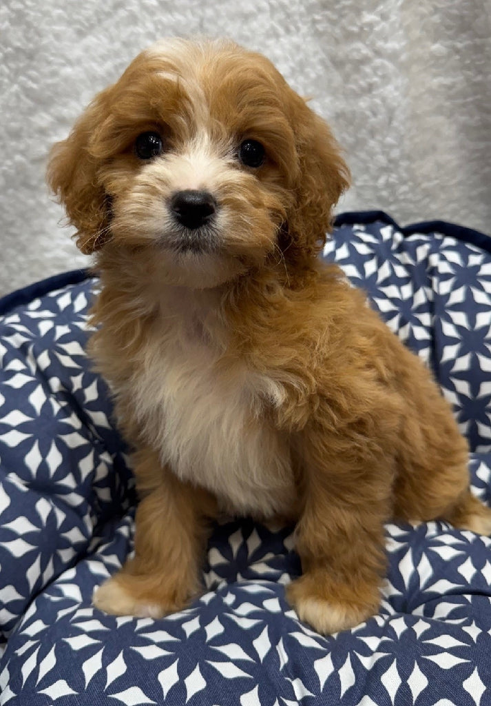 PUP TOY CAVOODLE MALE APRICOT 913