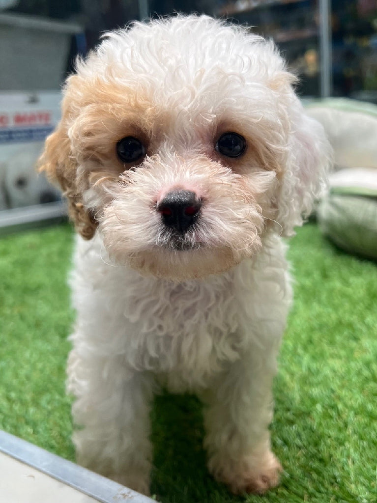 PUP TOY CAVOODLE MALE BLENHEIM 012