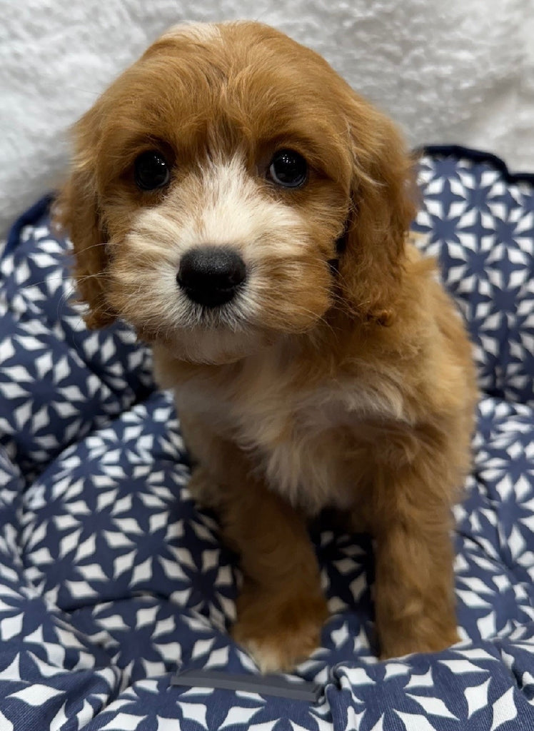 PUP TOY CAVOODLE MALE APRICOT 084