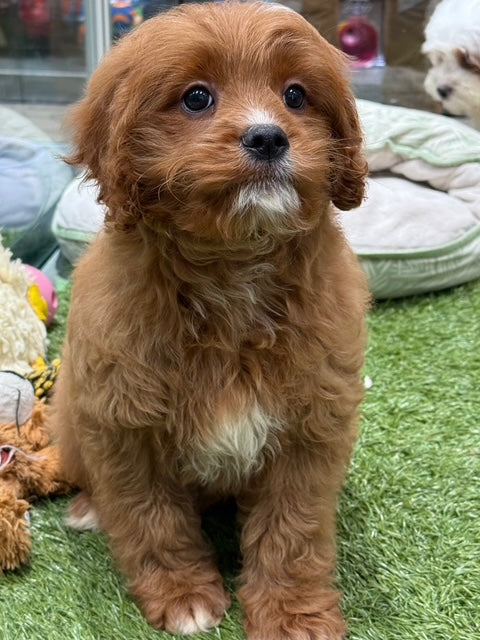 PUP MINI CAVOODLE MALE RUBY 403
