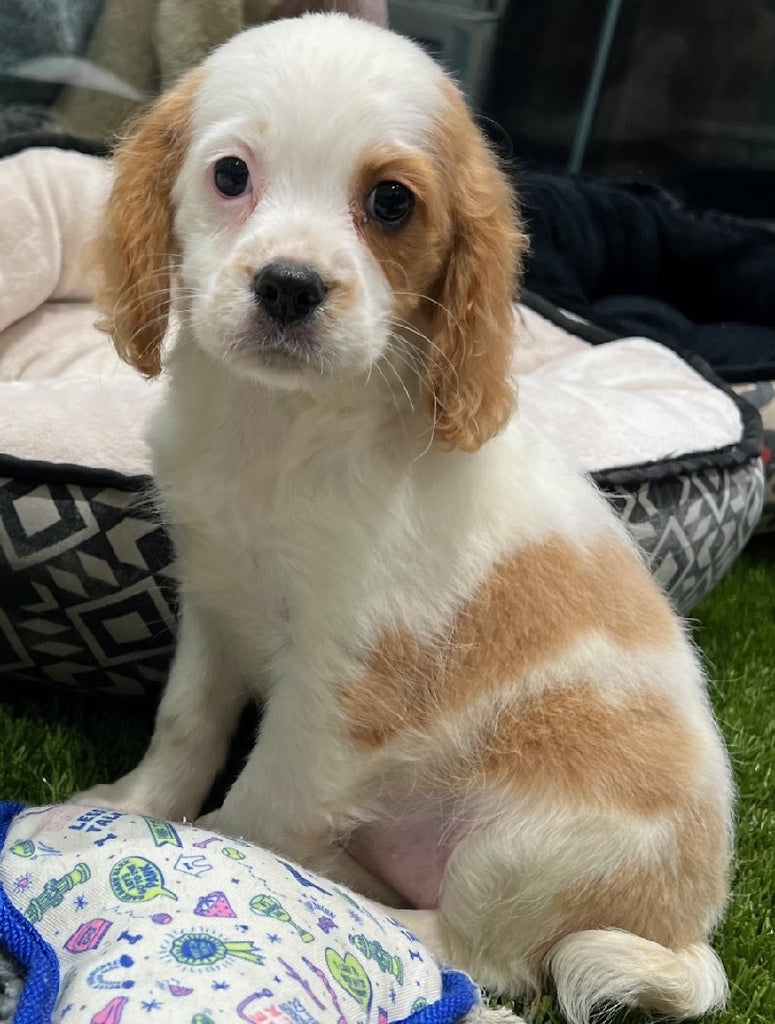 PUP TOY CAVOODLE FEMALE BLENHEIM 1415