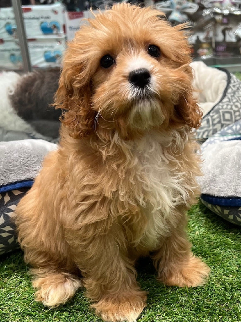 PUP TOY CAVOODLE FEMALE APRICOT 471