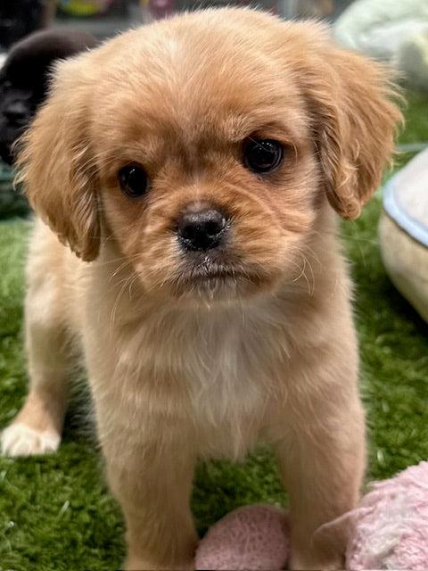 PUP PUGALIER MALE APRICOT 633