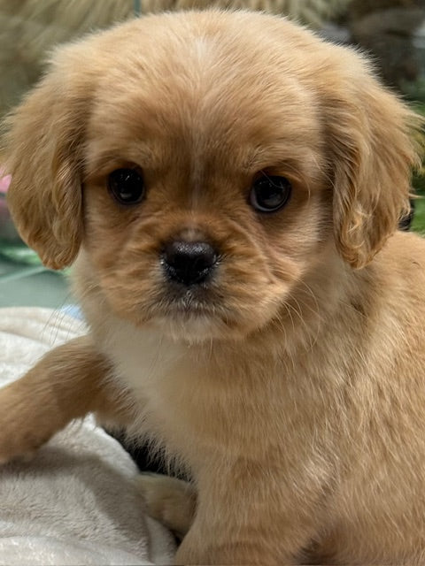 PUP PUGALIER MALE APRICOT 633