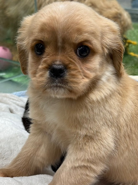 PUP PUGALIER MALE APRICOT 633