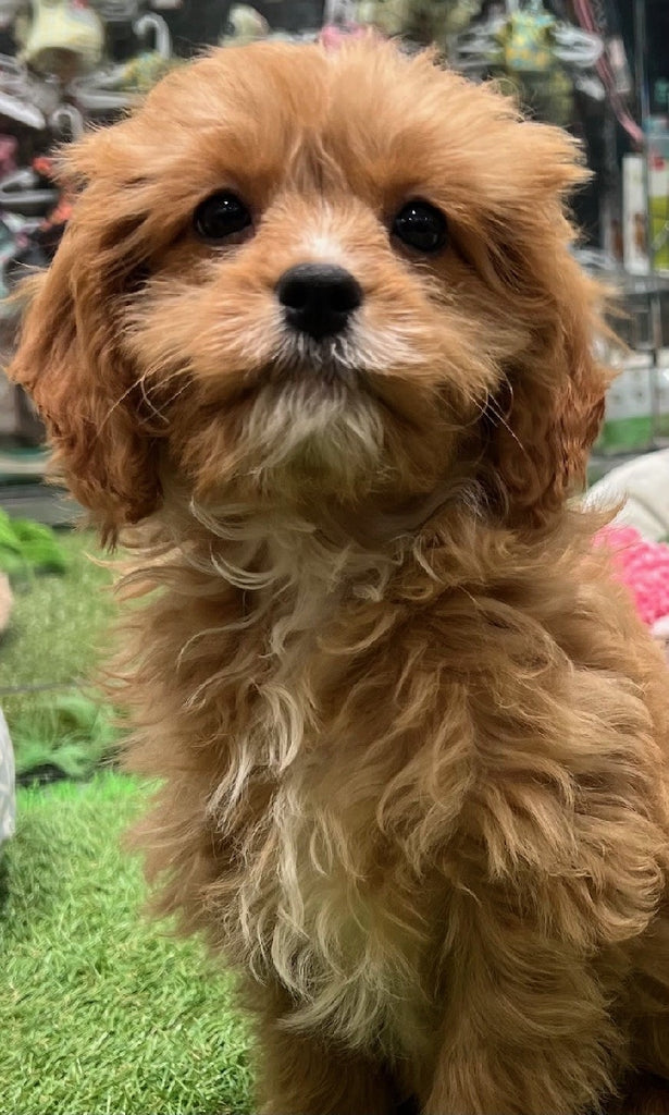 PUP TOY CAVOODLE FEMALE APRICOT 644