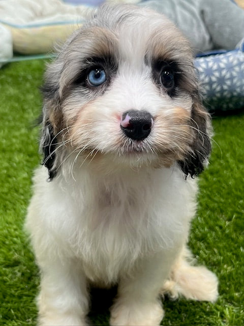 PUP TOY CAVOODLE FEMALE BLUE MERLE AND TAN PARTI 061