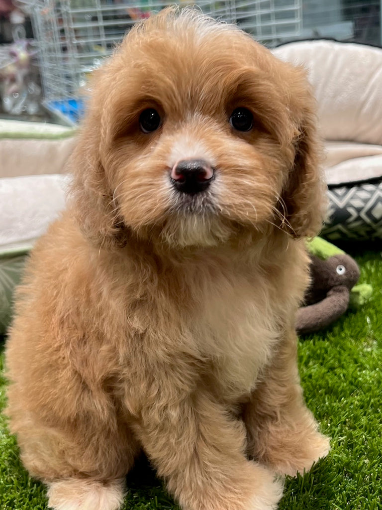 PUP TOY CAVOODLE MALE APRICOT 051