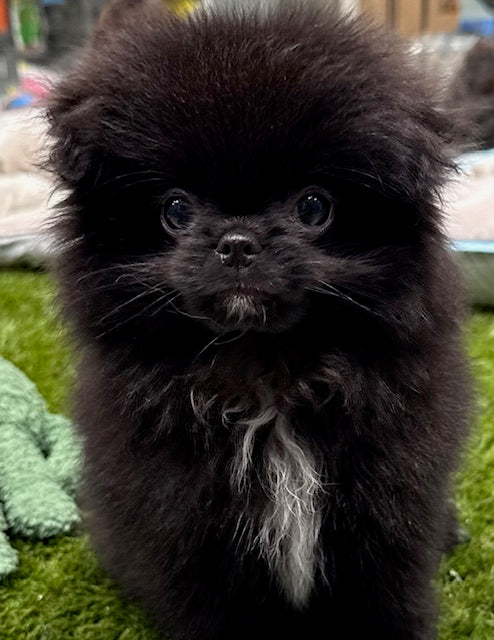 PUP POMCHIN (JAPANESE CHIN X POMERANIAN) MALE BLACK 758