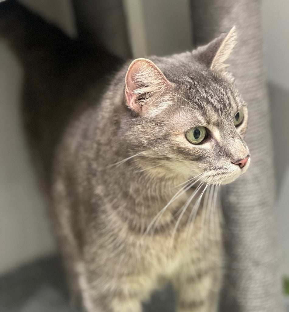 RESCUE CAT DLH SILVER TABBY  FEMALE - ISABELLA