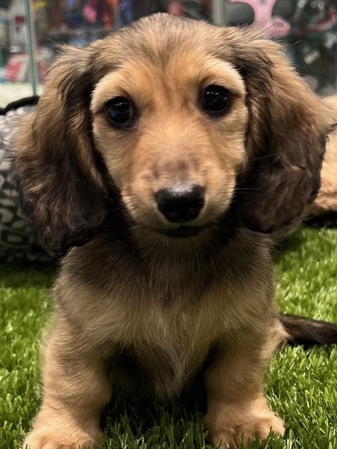 PUP MINI DACHSHUND FEMALE SHADED CREAM LONG HAIR 964