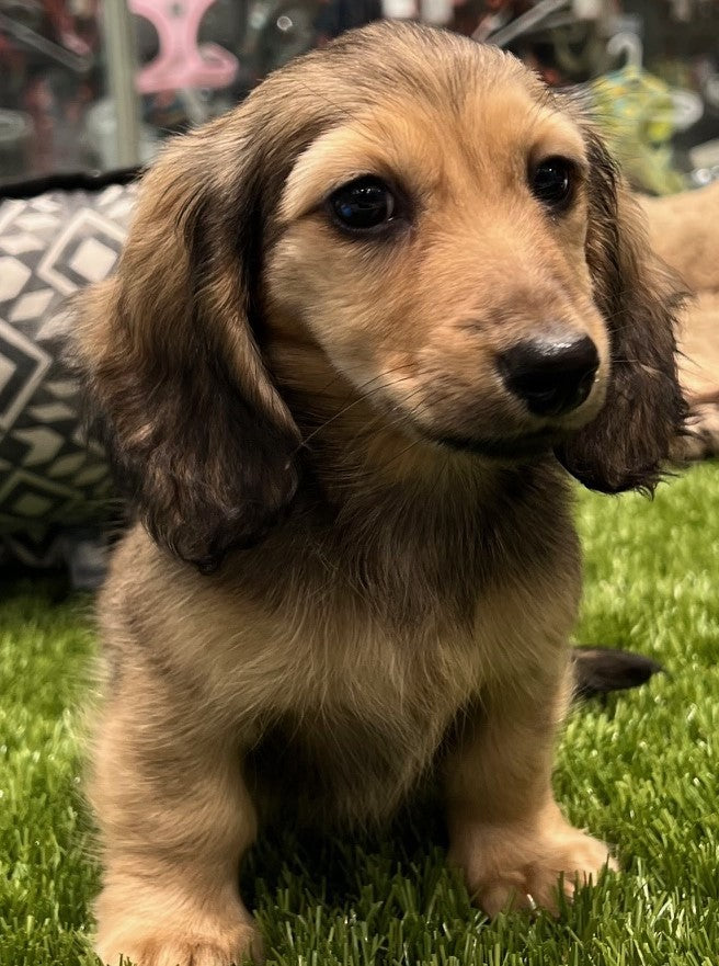 PUP MINI DACHSHUND FEMALE SHADED CREAM LONG HAIR 964