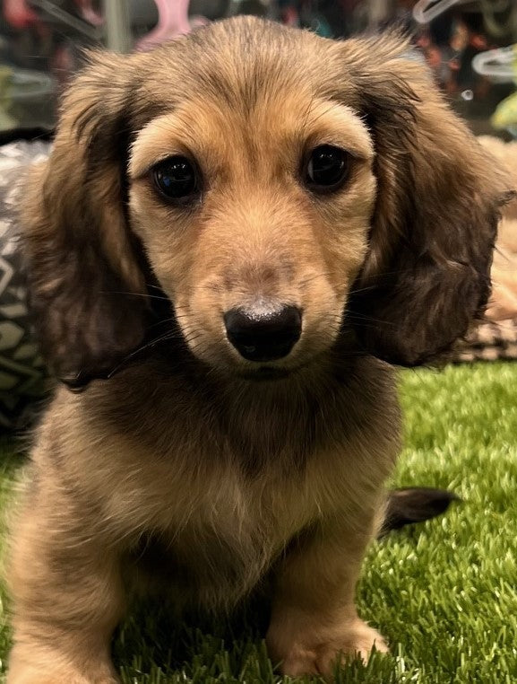 PUP MINI DACHSHUND FEMALE SHADED CREAM LONG HAIR 964