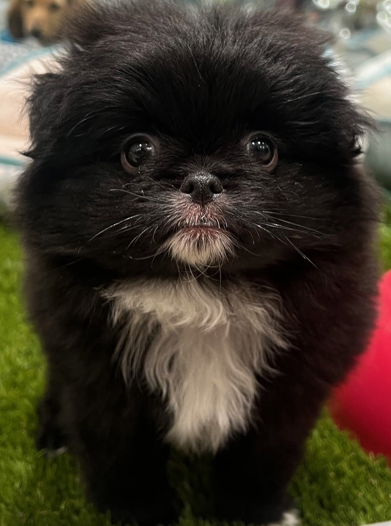 PUP POMCHIN (JAPANESE CHIN X POMERANIAN) MALE BLACK 974