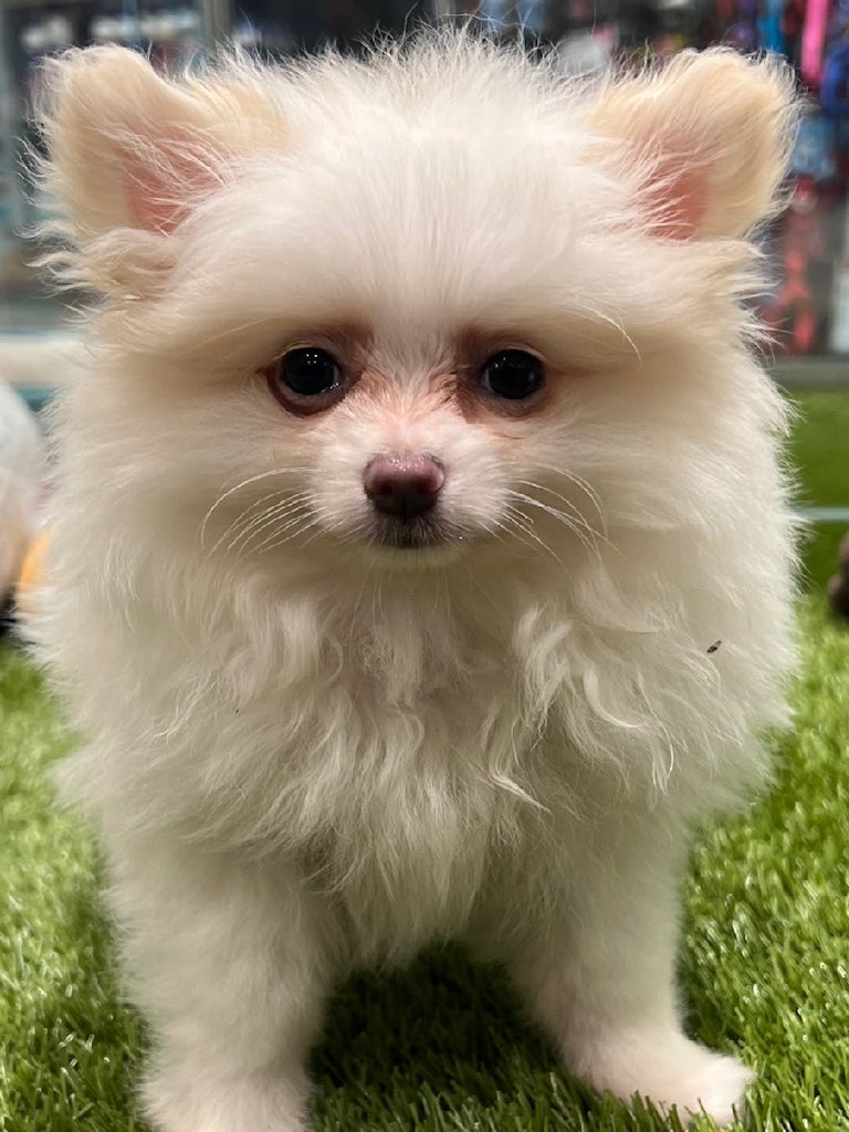 PUP POMERANIAN WHITE & TAN FEMALE 976