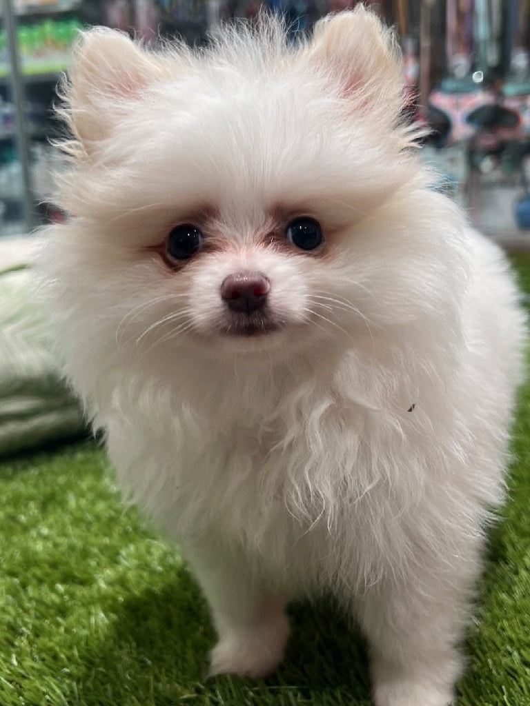 PUP POMERANIAN WHITE & TAN FEMALE 976