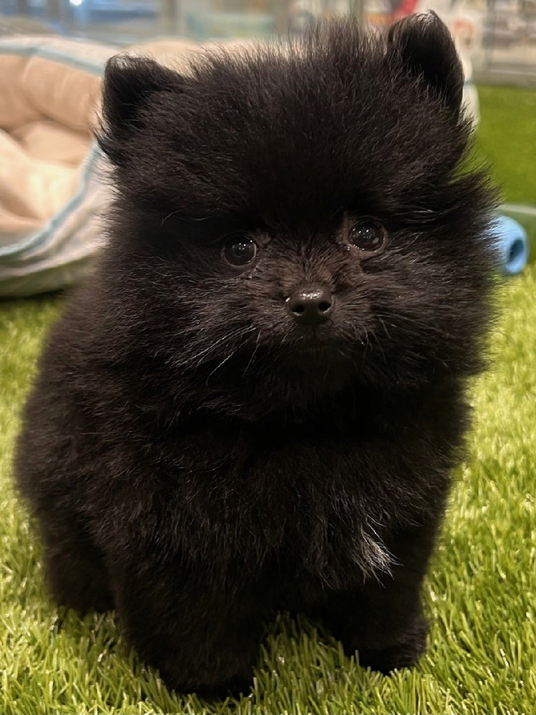 PUP POMERANIAN BLACK MALE 980