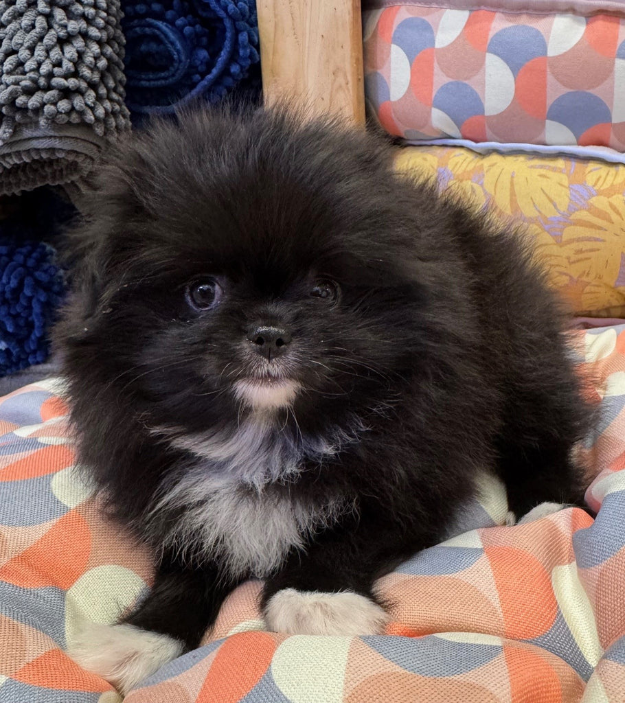 PUP POMCHIN (POMERANIAN X JAPANESE CHIN) MALE BLACK AND WHITE 536