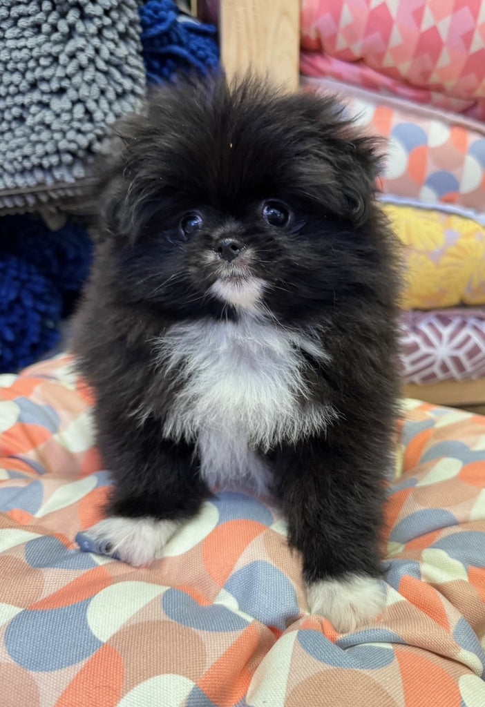 PUP POMCHIN (POMERANIAN X JAPANESE CHIN) FEMALE BLACK AND WHITE 537