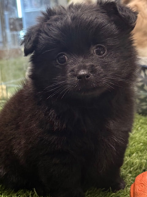 PUP POMCHI (POMERANIAN X CHIHUAHUA) MALE BLACK 984