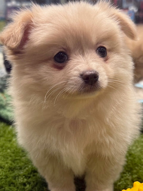 PUP POMCHI (POMERANIAN X CHIHUAHUA) MALE CREAM 988