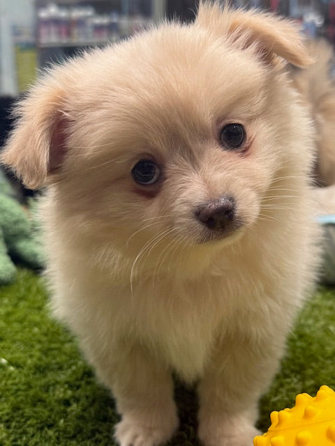 PUP POMCHI (POMERANIAN X CHIHUAHUA) MALE CREAM 988