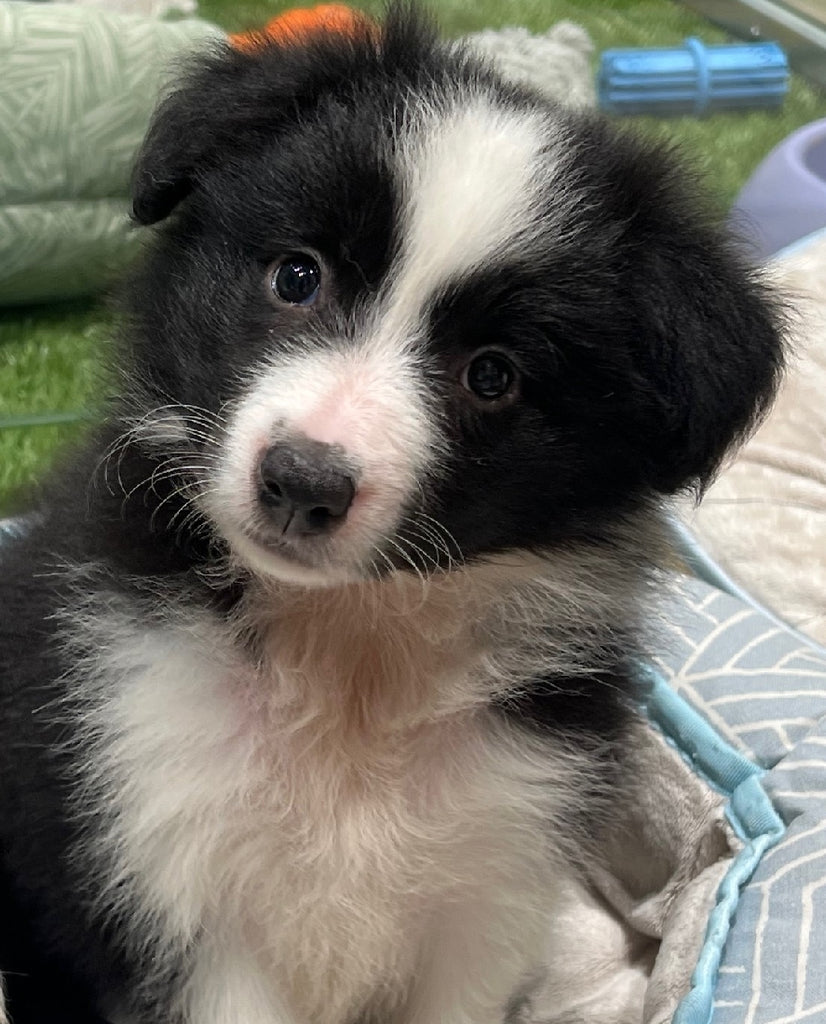 PUP BORDER COLLIE MALE BLACK AND WHITE 885