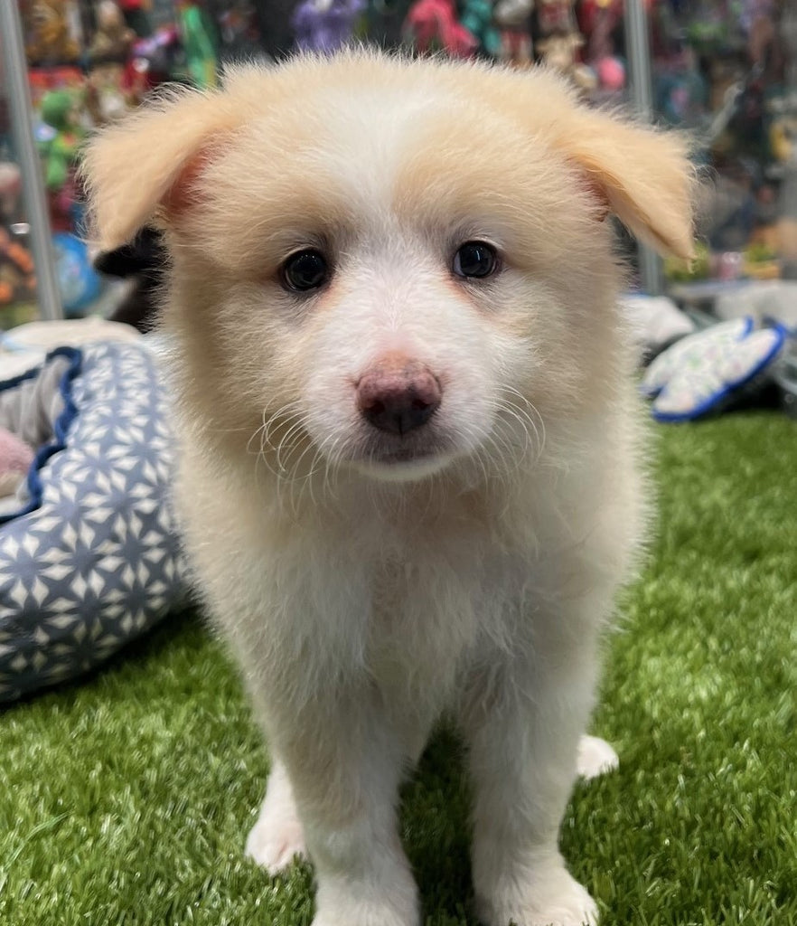 PUP BORDER COLLIE FEMALE WHEATEN 887