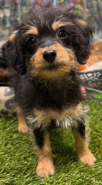 PUP DACHOODLE ( MINI DACHSHUND X TOY POODLE ) MALE BLACK AND TAN 362