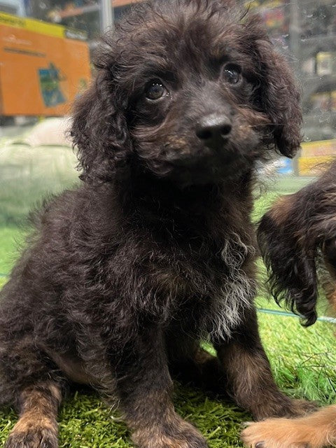 PUP DACHOODLE ( MINI DACHSHUND X TOY POODLE ) MALE BLACK AND TAN 371
