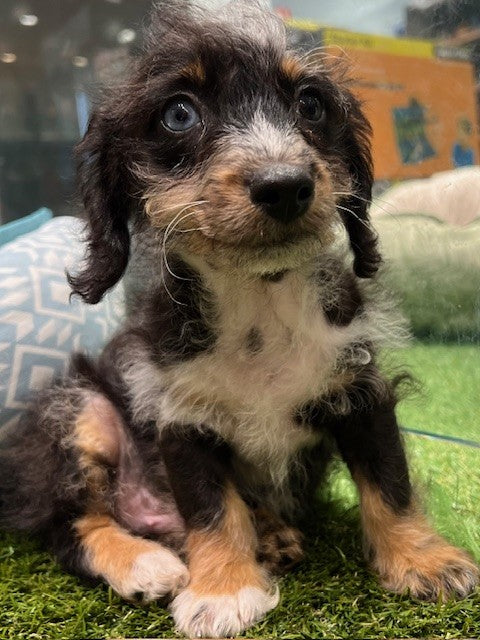 PUP DACHOODLE ( MINI DACHSHUND X TOY POODLE ) MALE BLUE MERLE AND TAN 372