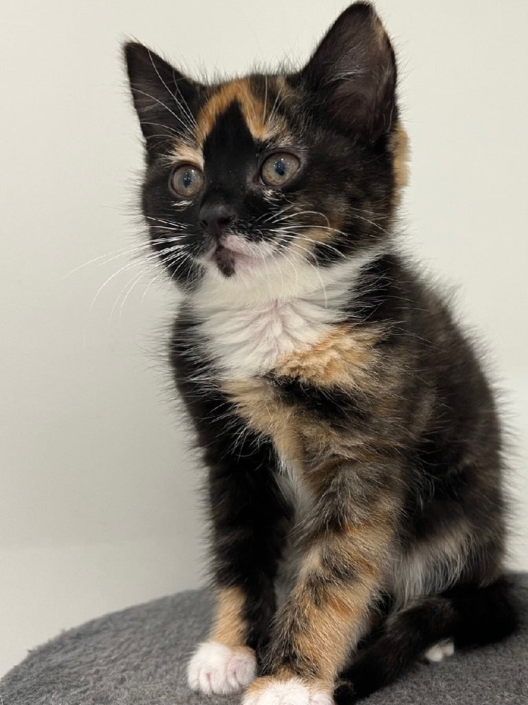 RESCUE KITTEN DSH FEMALE CALICO 121 - EGG