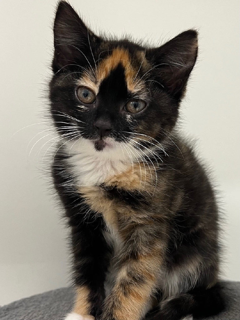 RESCUE KITTEN DSH FEMALE CALICO 121 - EGG