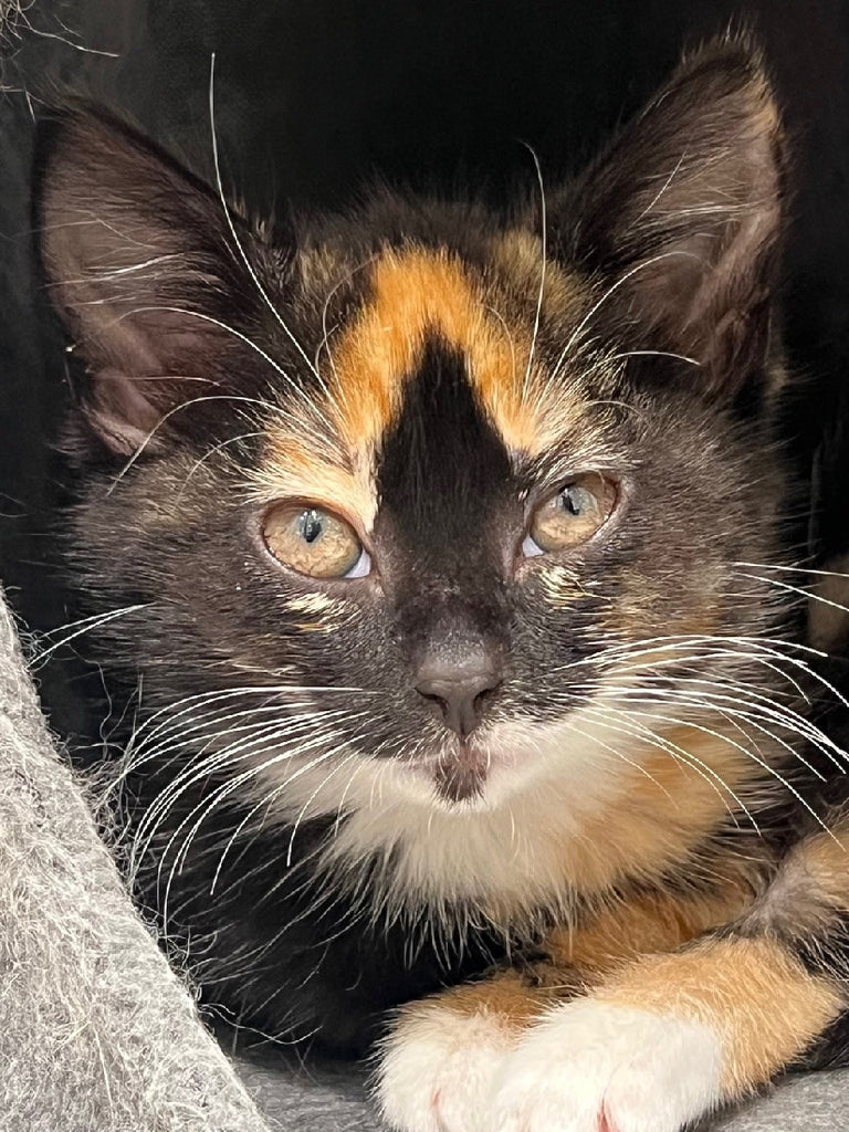 RESCUE KITTEN DSH FEMALE CALICO 121 - EGG