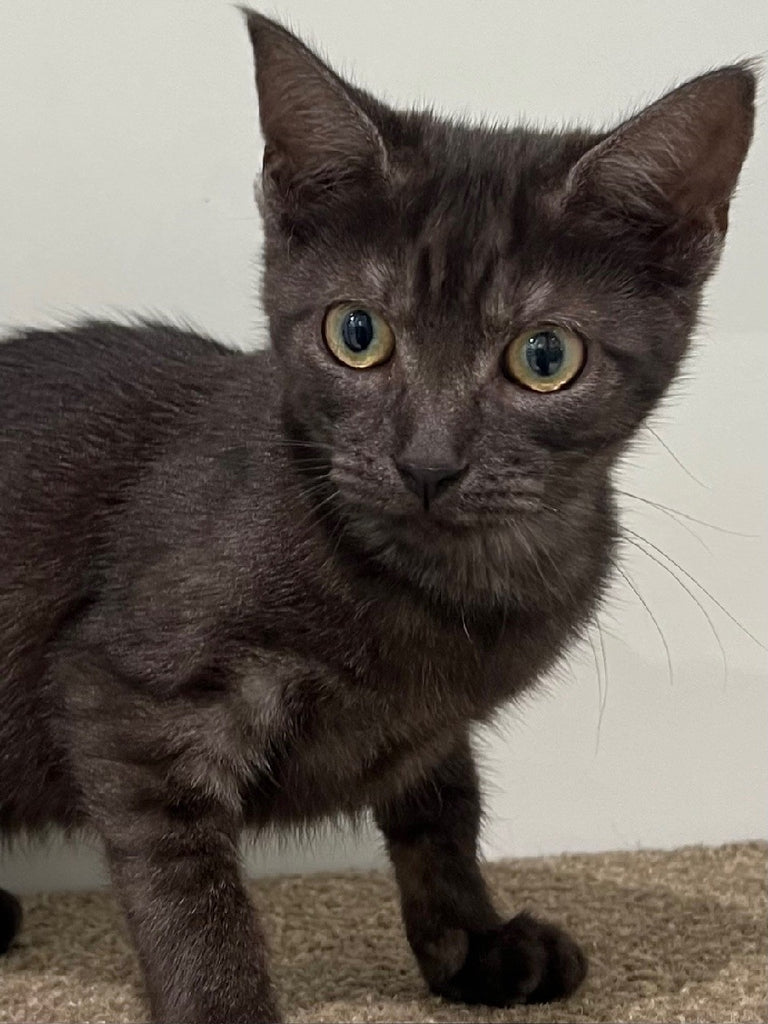 RESCUE KITTEN DSH FEMALE BLACK TABBY 926 - LIGHTNING