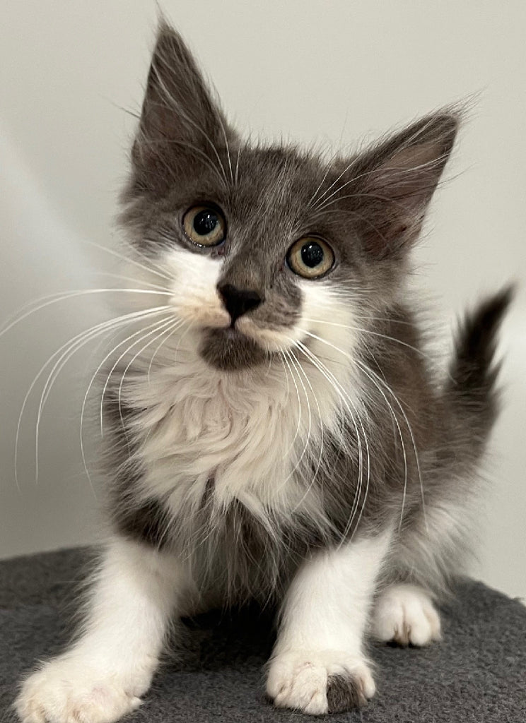 RESCUE KITTEN DLH MALE GREY AND WHITE 933