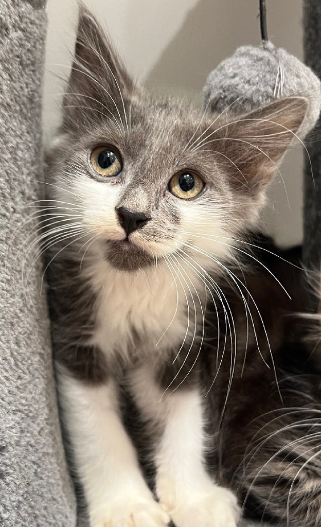 RESCUE KITTEN DLH MALE GREY AND WHITE 933