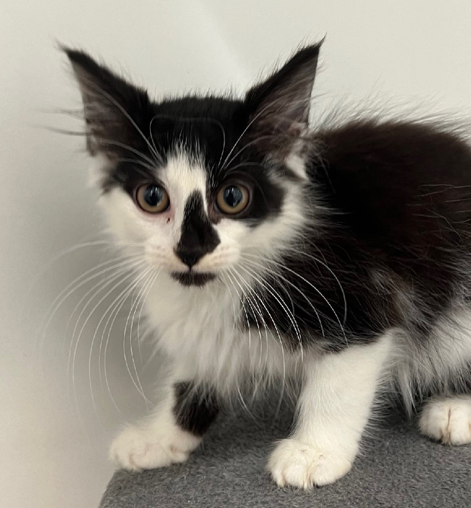 RESCUE KITTEN DLH MALE BLACK AND WHITE 935