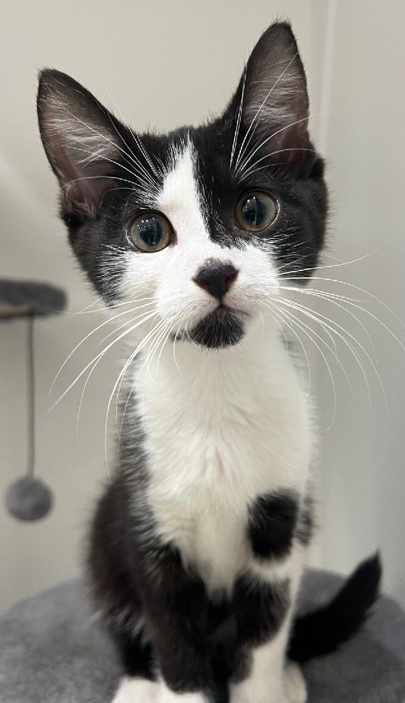 RESCUE KITTEN DSH MALE BLACK AND WHITE 945 - BRAD