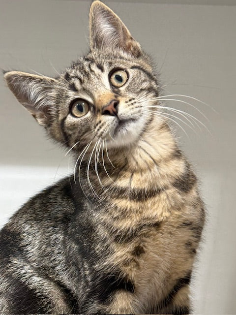 RESCUE KITTEN DSH MALE TABBY 503 - MAXY