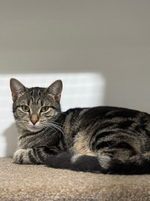 RESCUE KITTEN DSH FEMALE TABBY 548 - ALYSSA