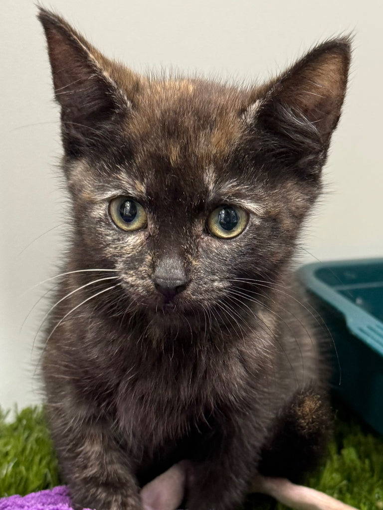 RESCUE KITTEN DLH FEMALE TORTI 302 - SKIP