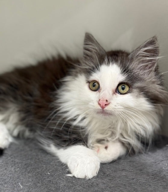 RESCUE KITTEN DLH MALE GREY AND WHITE 337 - TUNA