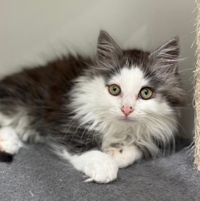 RESCUE KITTEN DLH MALE GREY AND WHITE 337 - TUNA