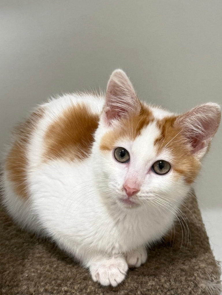RESCUE KITTEN DSH FEMALE GINGER AND WHITE 465 - FANTA