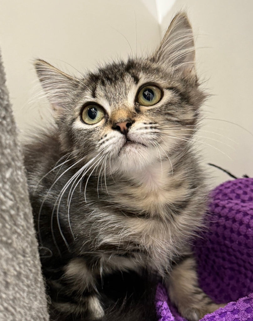 RESCUE KITTEN DMH MALE TABBY 543 - DAVE